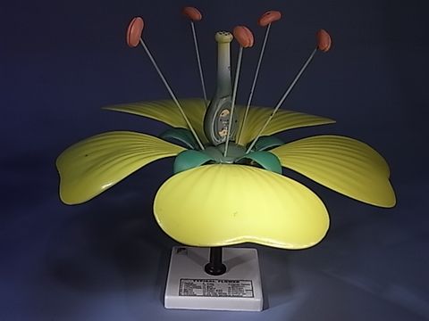 Flower 3D large plant model