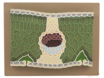 Leaf 2D Dicot raised relief 37cm