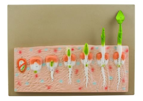 Seed Germination model monocot (maize)