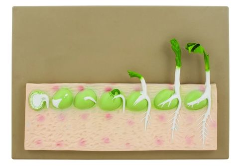 Seed Germination model 7 stages (pea)