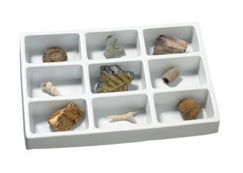 Fossil collection set of 9