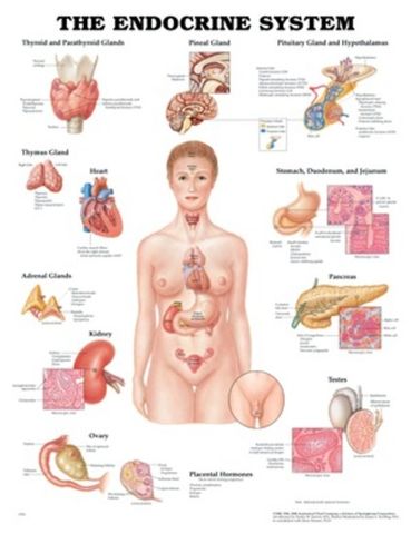 Chart Endocrine system