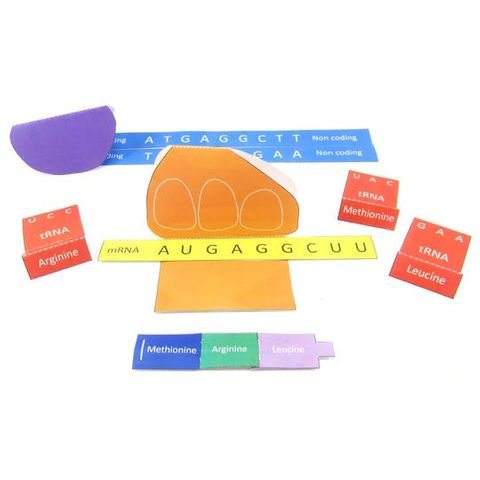 Simple Protein Synthesis