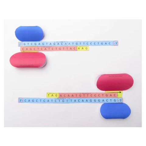 Polymerase Chain Reaction (PCR)
