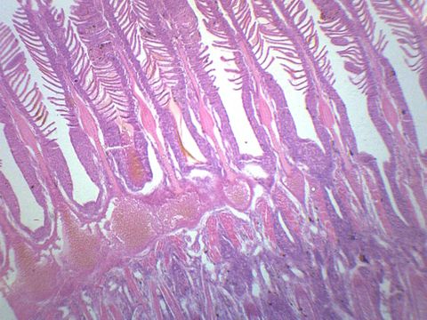 Gills of freshwater fish prepared slide