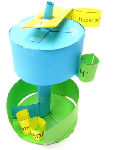 ATP Synthase