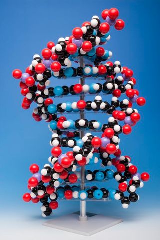 Molymod DNA model (10 base pairs)