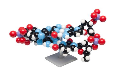 Molymod DNA model (2 base pairs)