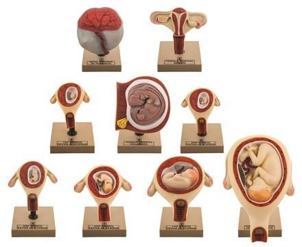 Embryonic and Fetal development set 9