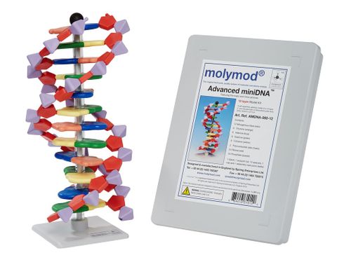 Molymod DNA Model Kit 12 layer advanced