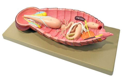 Cockroach dissection model