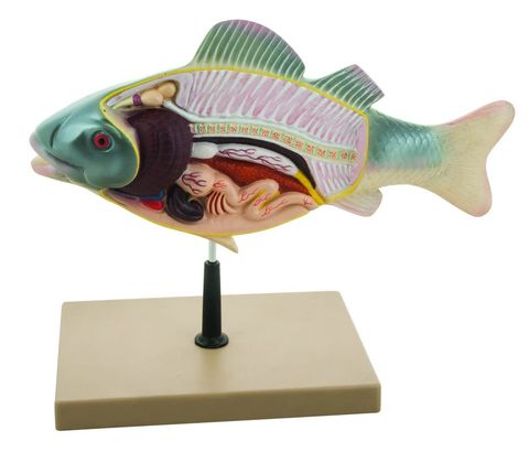 Fish Dissection Model 3D