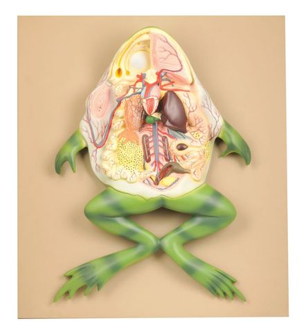 Frog Dissection Large