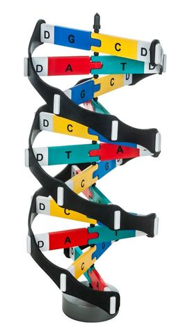 DNA Model Kit