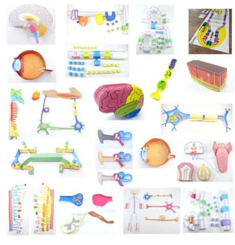 Nervous System Bundle