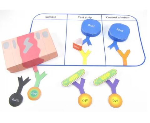 Uses of Monoclonal Antibodies