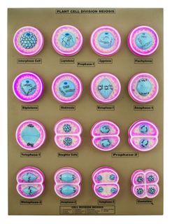 Plant Cell