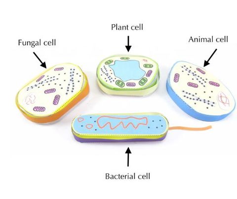 Cell Structure