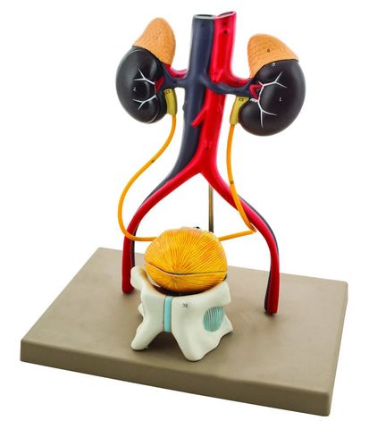 Model Human Male Urinary  system 5 parts