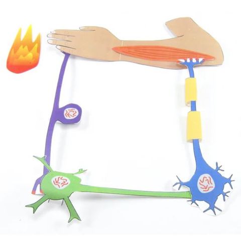 Nerve Cells & Reflexes