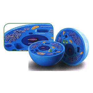 Animal cell model foam 2 parts 12.7cm