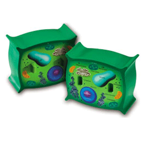 Plant cell model foam 2 parts 12.7cm