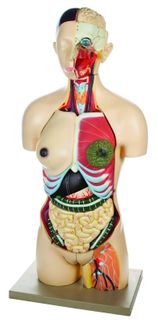 Torso