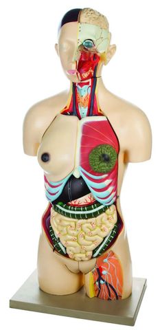 Model human torso 24 parts