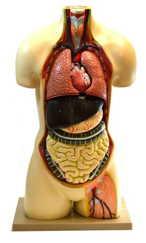 Model human torso 8 parts