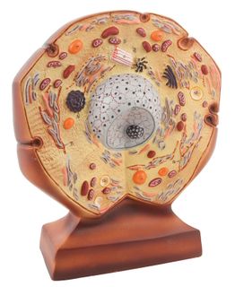 Animal Cell