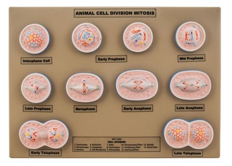 Animal Cell Model Mitosis - Mini