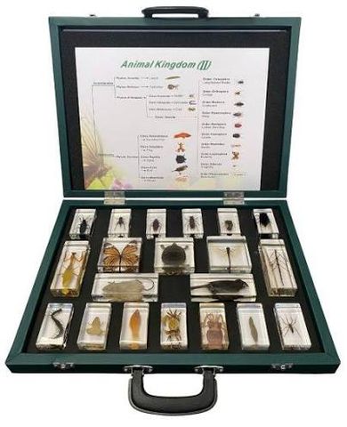 Animal Kingdom 20 Specimans in resin