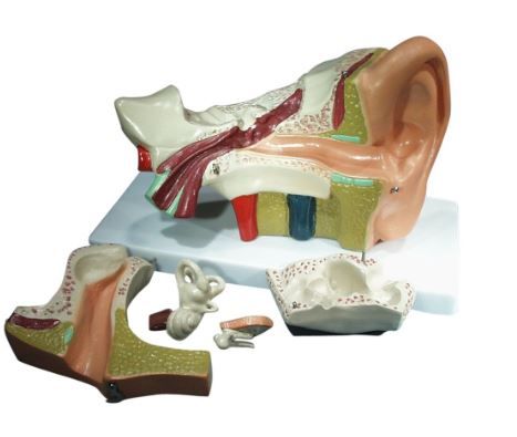 Model human ear 5 parts with stand