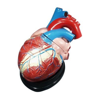 Model heart 3 parts large on base