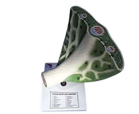 Model Leaf Anatomy