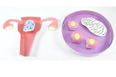 In Vitro Fertilisation