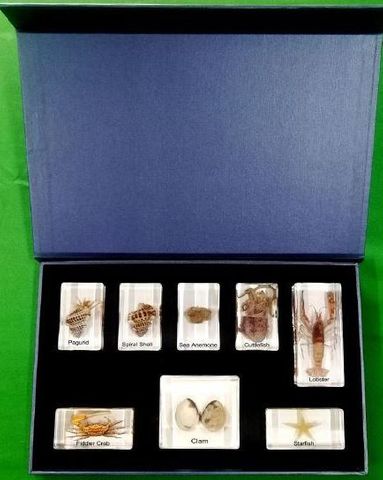 Marine Animals embedded