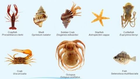 Marine Animals Set A embedded