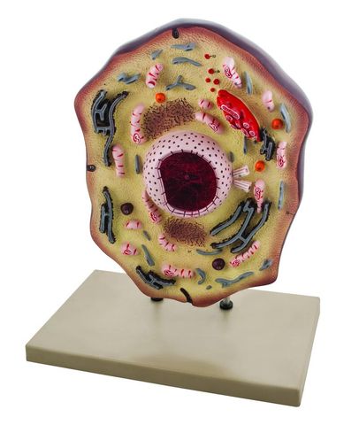 Animal Cell Deluxe, 46cm (giant)