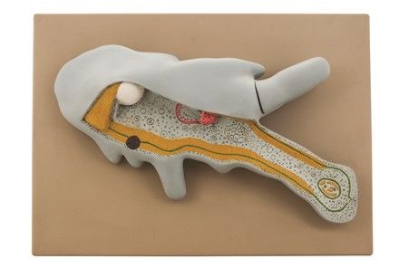 Amoeba 3D 42 x 30 x 9cm