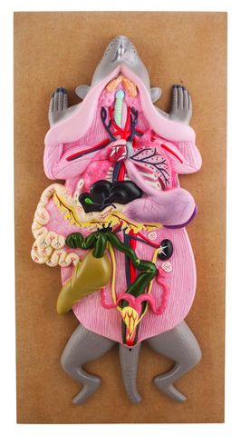 Rat dissection model, large