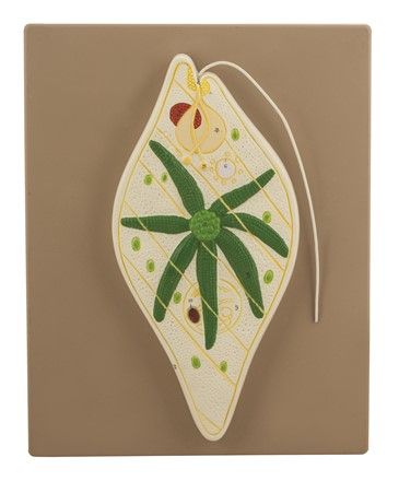 Euglena enlarged 33 x25 x 5cm