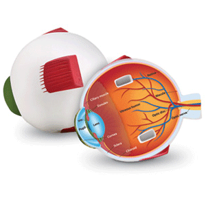 Human eye soft foam labelled
