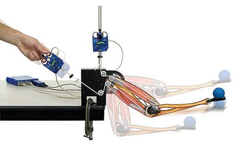 Human arm mechanical model Pasco