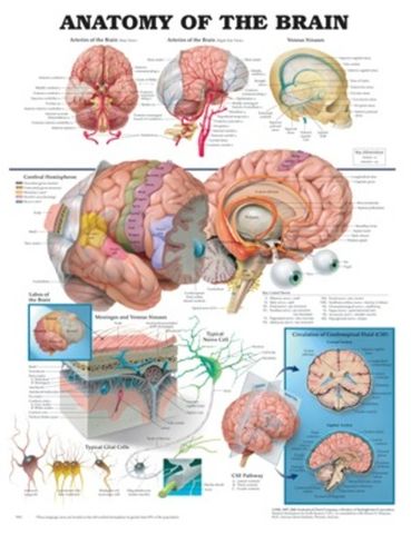 Chart Anatomy Human Brain (SL)