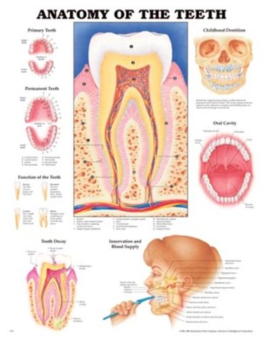 Chart Anatomy Human Teeth (SL)