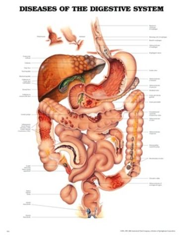 Chart Digestive system (SL)