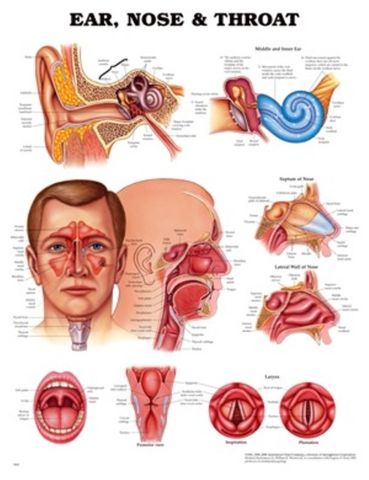 Chart Ear, Nose & Throat