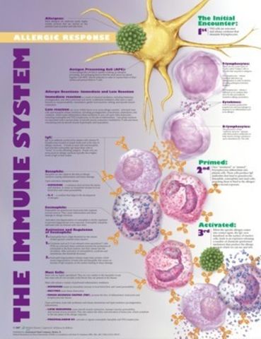Chart Immune System