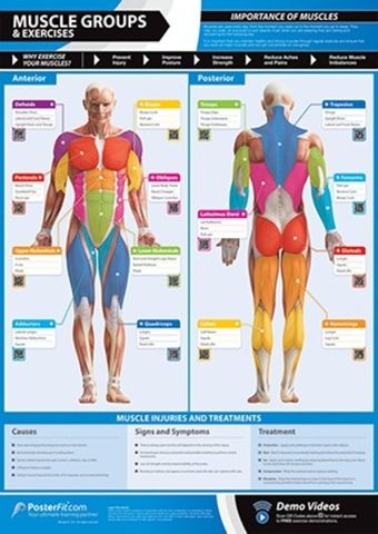 Muscle Group Chart